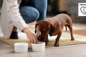 Vegetarian diet for dogs