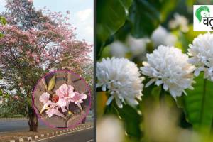 tabebuia rosea flowers Mumbai