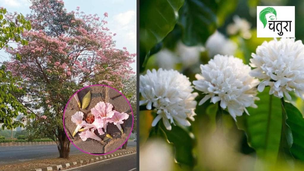 tabebuia rosea flowers Mumbai