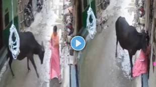 Bull attack on woman