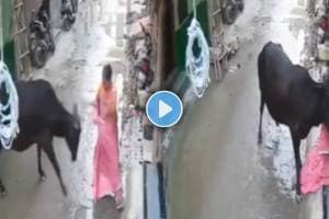 Bull attack on woman