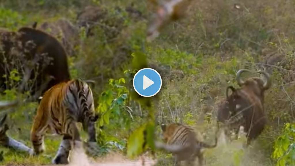 Alone tiger attacks a herd of wild gaur