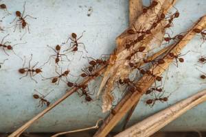 Ants in a box of rice