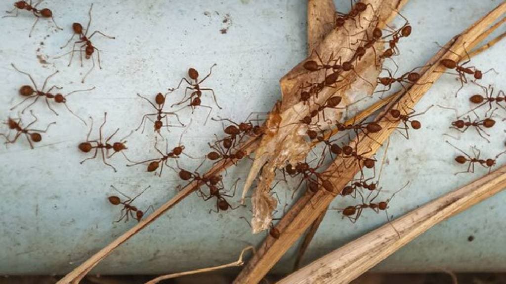 Ants in a box of rice