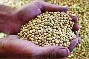 8.12 lakh tonnes of soybeans were procured at guaranteed prices 37 lakh sold privately