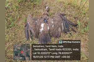 N 11 vulture released from Tadoba project reached Tamil Nadu after traveling 4000 kms but was electrocuted and died