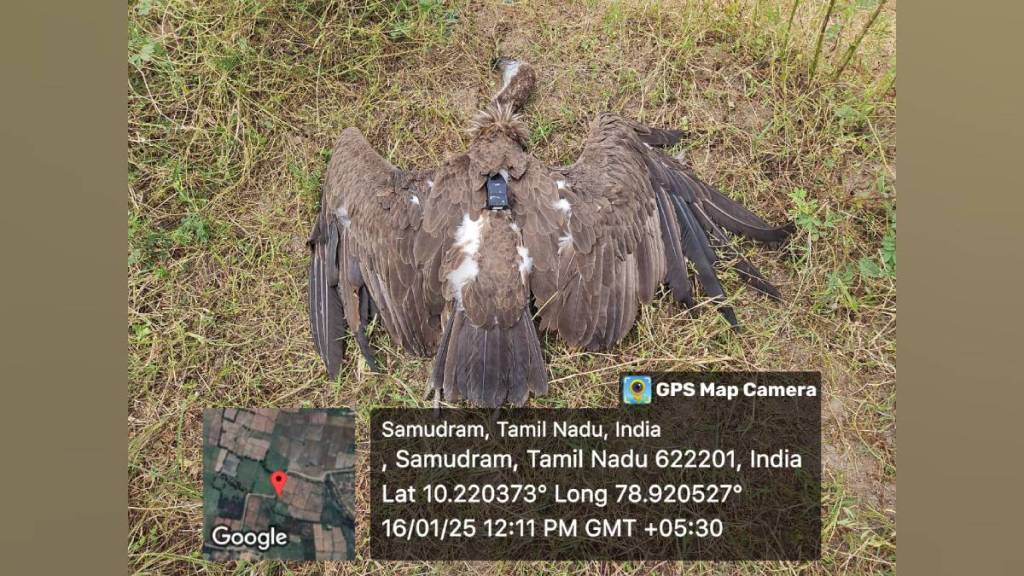 N 11 vulture released from Tadoba project reached Tamil Nadu after traveling 4000 kms but was electrocuted and died