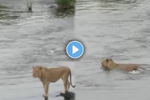 Huge Crocodile Attacks Male Lion