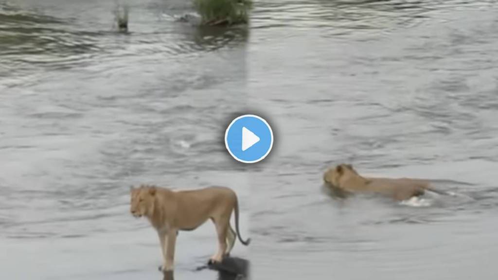 Huge Crocodile Attacks Male Lion