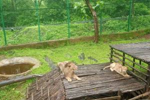 female lion named 'Mansi' from Lion Safari gave birth to a cub on Thursday night.