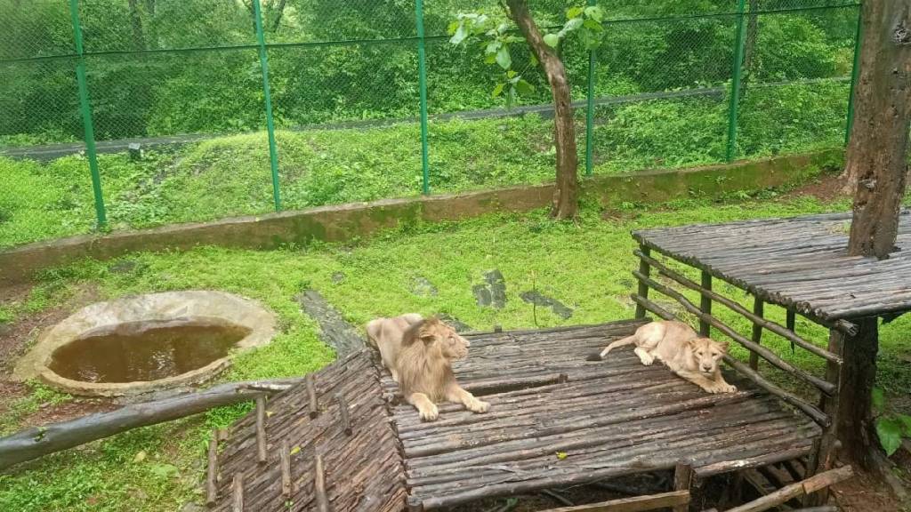 female lion named 'Mansi' from Lion Safari gave birth to a cub on Thursday night.