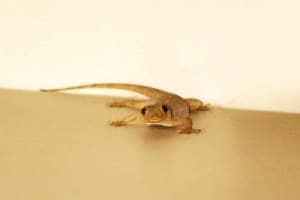 How to Get Rid of Lizards at Home