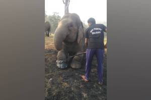 The 'Elephant Camp' is currently closed for ten days, as the elephants are currently on holiday