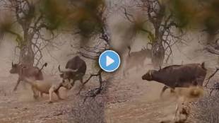 Buffalo fights with lion to for baby