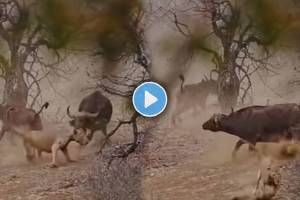 Buffalo fights with lion to for baby