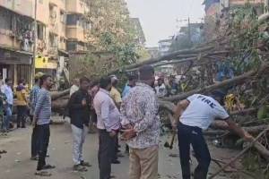 dombivli java plum tree on Subhash Street Dombivli West fell crushing parked bikes