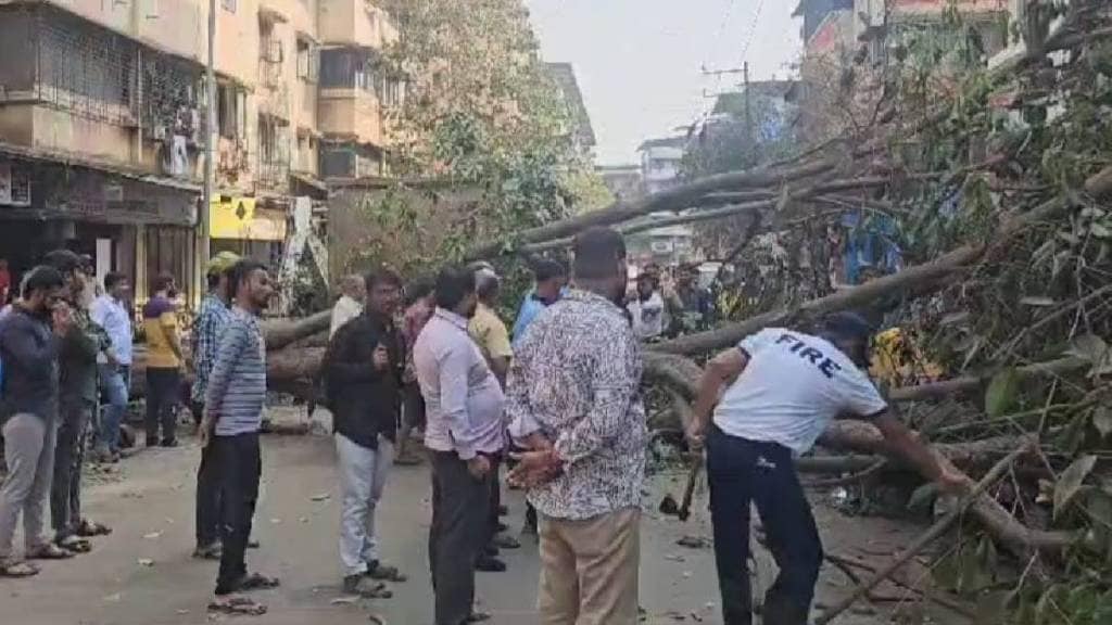 dombivli java plum tree on Subhash Street Dombivli West fell crushing parked bikes