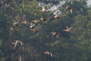 Birds were counted at Tansa and Modaksagar Lakes by International Wetland and Forest Department