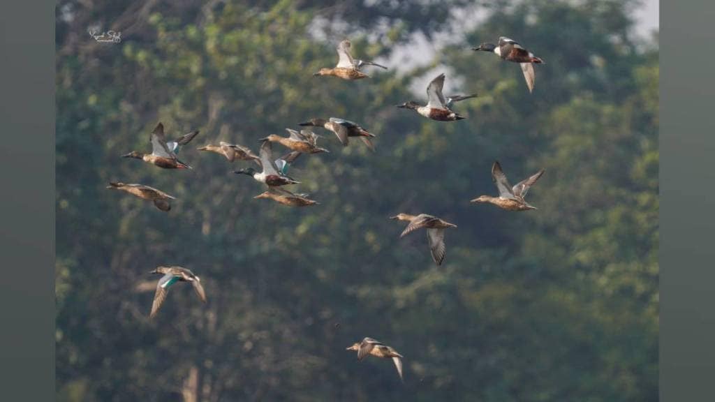 Birds were counted at Tansa and Modaksagar Lakes by International Wetland and Forest Department