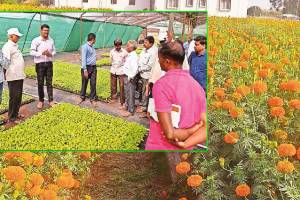 kolhapur tamdalge village ropvatika