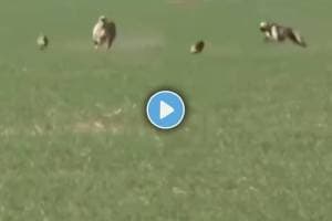 rabbit and dog viral video