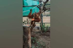 thane forest department seized orangutan and other species in Dombivli raid sending orangutans to their home country Indonesia