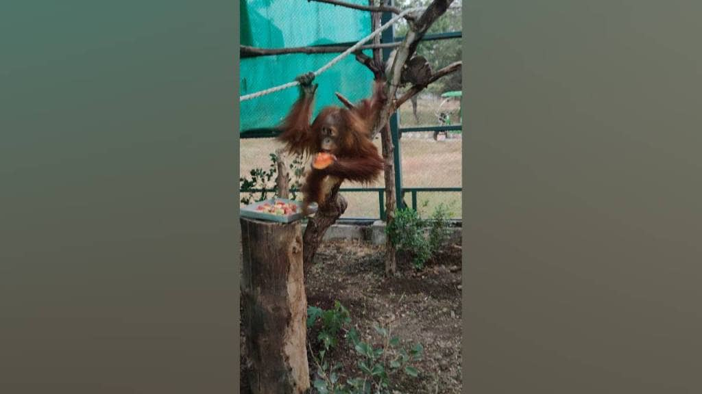 thane forest department seized orangutan and other species in Dombivli raid sending orangutans to their home country Indonesia