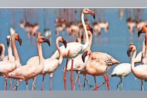 Thousands of foreign birds arrived in Uran with flamingos moving due to Water bodies dried