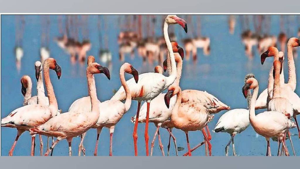 Thousands of foreign birds arrived in Uran with flamingos moving due to Water bodies dried