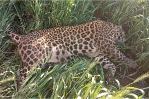 dead leopard found in wheat field in Nimbhore Phaltan causing excitement