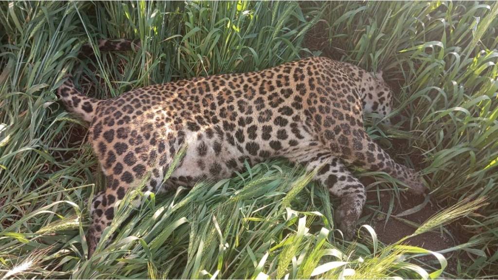 dead leopard found in wheat field in Nimbhore Phaltan causing excitement