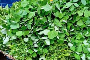 way of chopping and cleaning methi leaves