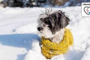 Dog Winter Clothes