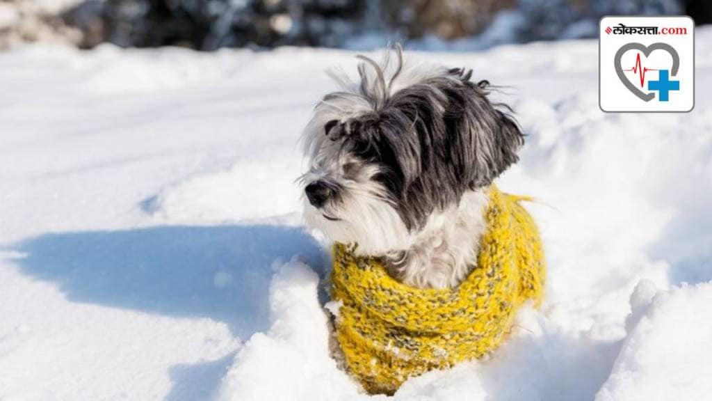 Dog Winter Clothes