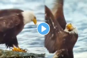 Eagle vs crab thrilling fight shocking video went viral on social media