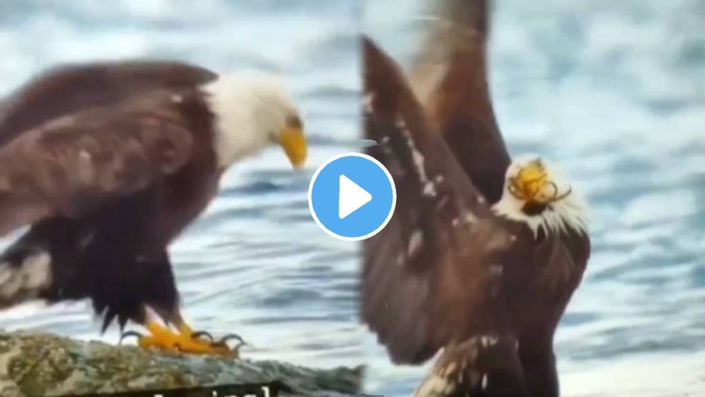 Eagle vs crab thrilling fight shocking video went viral on social media