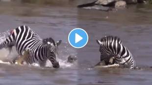 Zebra vs Crocodile fight video zebra escaped from crocodiles jaws netizens were shocked video goes viral