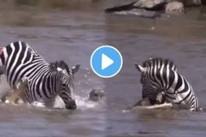 Zebra vs Crocodile fight video zebra escaped from crocodiles jaws netizens were shocked video goes viral