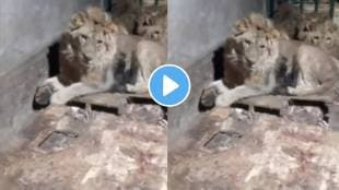 Shocking video Lion Killed A Man Who Entered The Cage To Impress His Girlfriend In Russia Video