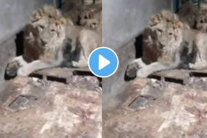 Shocking video Lion Killed A Man Who Entered The Cage To Impress His Girlfriend In Russia Video