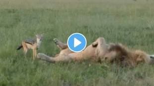 Fox teasing sleeping lion in jungle see what happened next funny video goes viral on social media