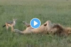 Fox teasing sleeping lion in jungle see what happened next funny video goes viral on social media