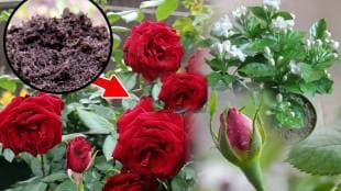 Rose Winter Care: 7 Tips To Take Care of Your Rose Plants In Cold Weather