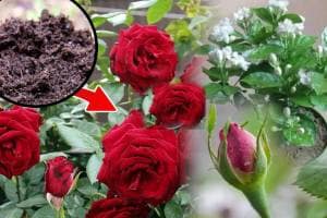 Rose Winter Care: 7 Tips To Take Care of Your Rose Plants In Cold Weather