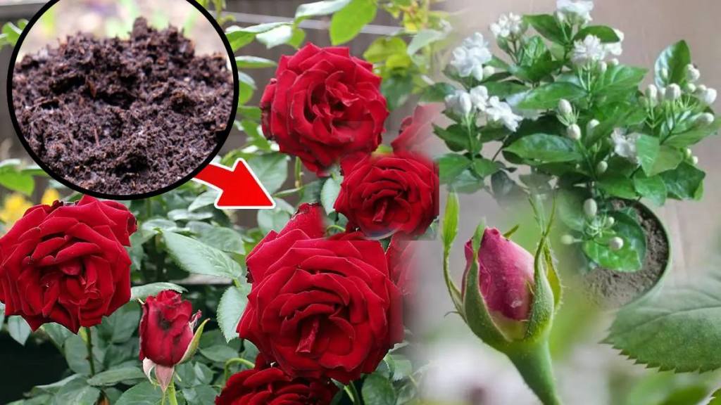 Rose Winter Care: 7 Tips To Take Care of Your Rose Plants In Cold Weather