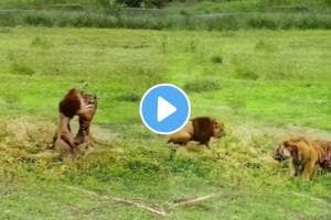 Shocking video Tiger Vs Lion Fight Who Will Win Animal Video Viral on social media