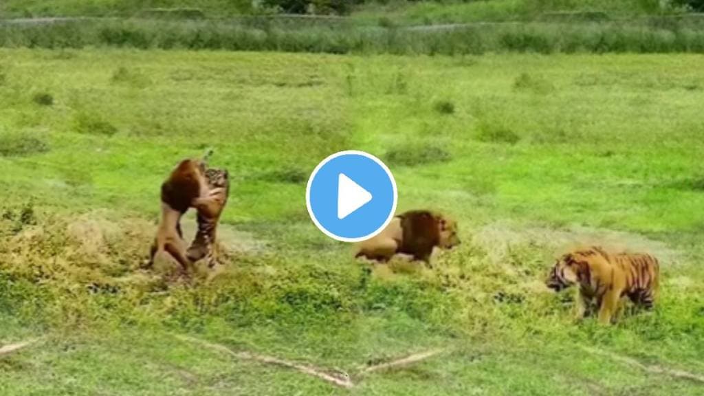 Shocking video Tiger Vs Lion Fight Who Will Win Animal Video Viral on social media