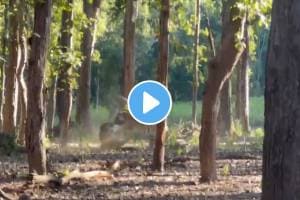 Two tigers fight both locked in ferocious fight tourists recorded shocking video goes viral