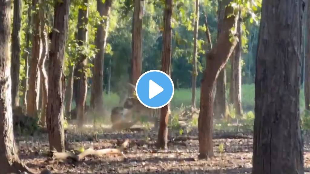 Two tigers fight both locked in ferocious fight tourists recorded shocking video goes viral