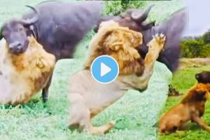 Shocking video of lion started chasing buffaloes herd for hunt see what happened next thrilling hunting video went viral